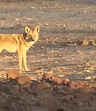 The Nevada Department of Wildlife officials say officials discovered a pile of donuts suspected of being dumped as food for coyotes in Lake Las Vegas.
Mandatory Credit:	KVVU