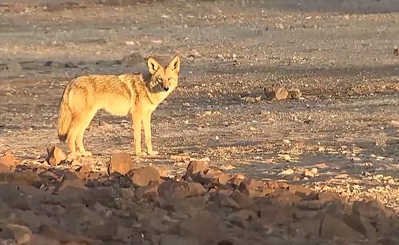 Nevada Department of Wildlife officials say officials discovered a pile of donuts suspected of being dumped as food for coyotes …