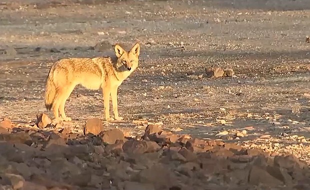 The Nevada Department of Wildlife officials say officials discovered a pile of donuts suspected of being dumped as food for coyotes in Lake Las Vegas.
Mandatory Credit:	KVVU