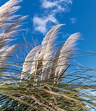 Ornamental grass in Forest Hill Park