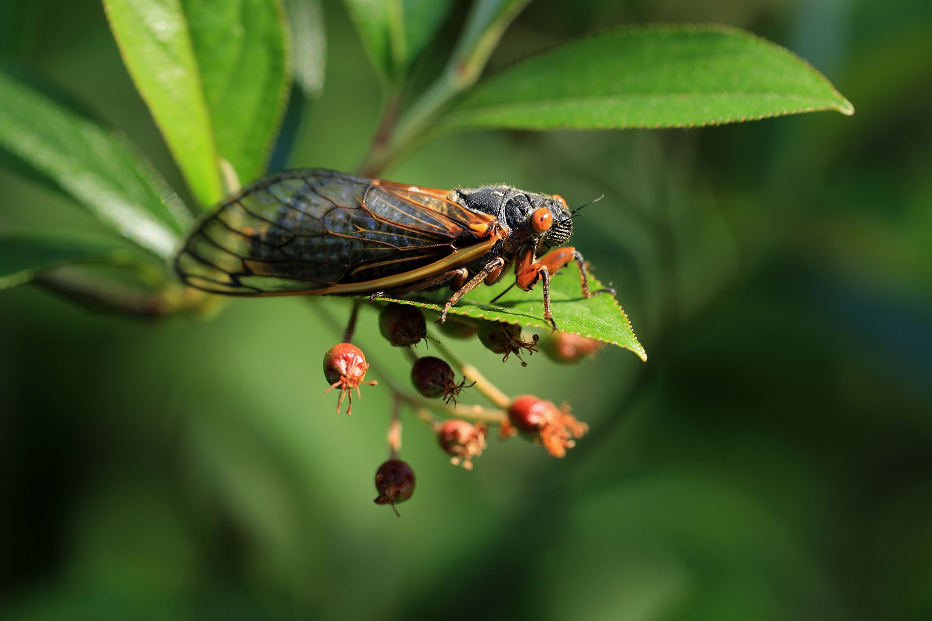 Billions of cicadas set to appear in rare ‘double brood emergence