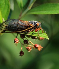 Cicada
Caption:	A periodical cicada — a member of Brood X — clings to a plant in May 2021 in Takoma Park, Maryland. Cicadas are divided into groups called broods based upon when they emerge.
Mandatory Credit:	Chip Somodevilla/Getty Images