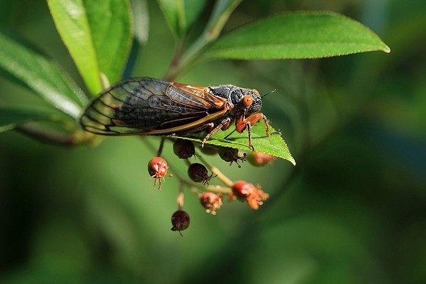 Cicada
Caption:	A periodical cicada — a member of Brood X — clings to a plant in May 2021 in Takoma Park, Maryland. Cicadas are divided into groups called broods based upon when they emerge.
Mandatory Credit:	Chip Somodevilla/Getty Images