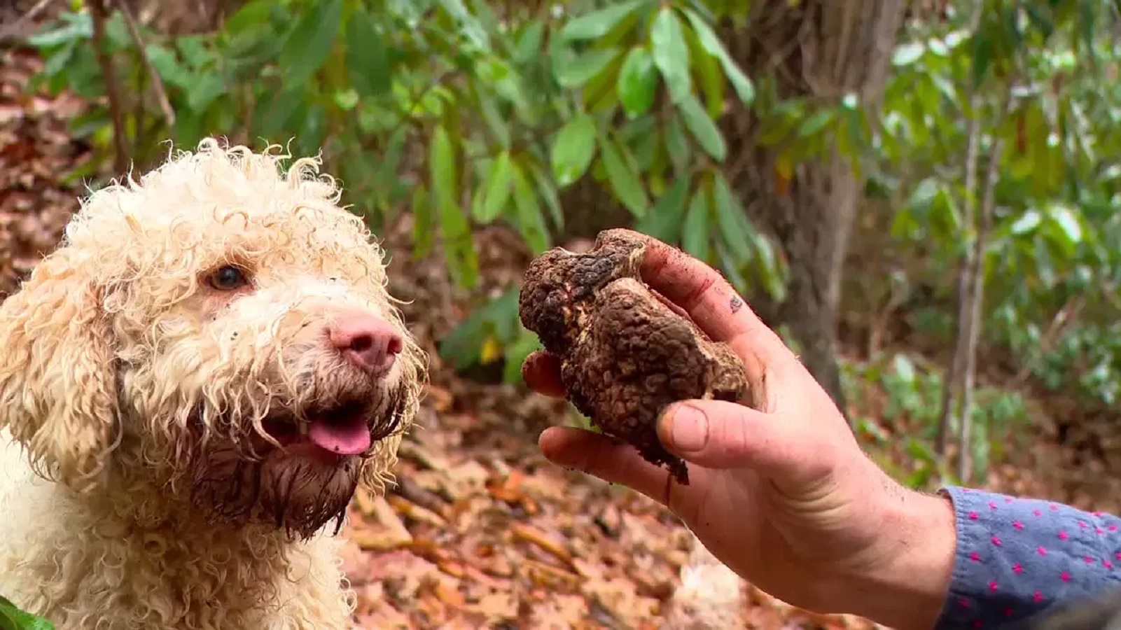 Western North Carolina Couple/trufflehunting dogs fuse foodie