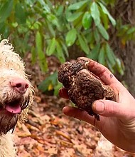 Luke and Natalie Gilbert, and their truffle-hunting dogs, forage in the wilds of the Western North Carolina mountains.
Mandatory Credit:	WLOS