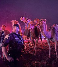 Animals including camels and zebras were rescued from a truck fire on an Indiana interstate Saturday morning.
Mandatory Credit:	Grant County Sheriff's Office