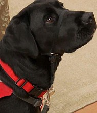 A Massachusetts company is training puppies to become the perfect service dogs for people who need them.
Mandatory Credit:	WBZ