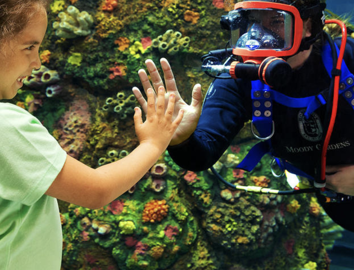 Moody Gardens Unveils Second Annual Dive Expo: A Celebration for Ocean ...