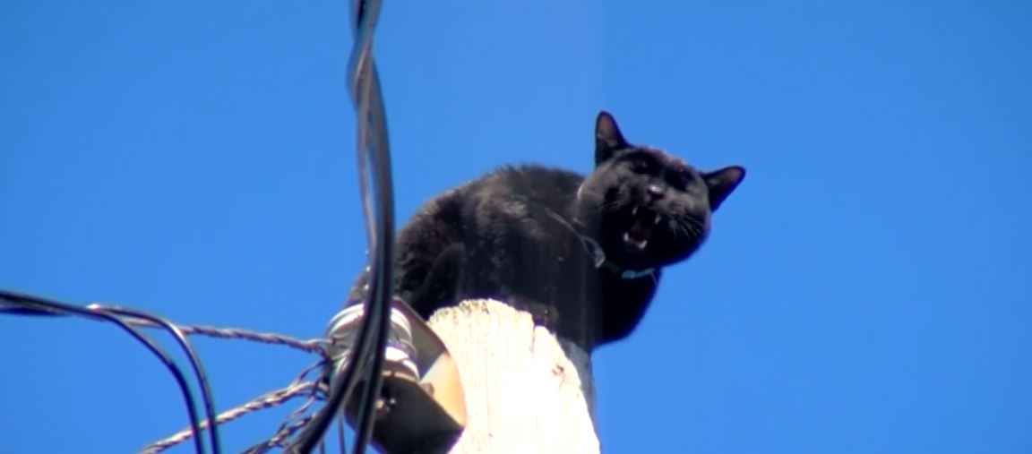 milwaukee-community-rallies-to-rescue-cat-from-utility-pole-houston