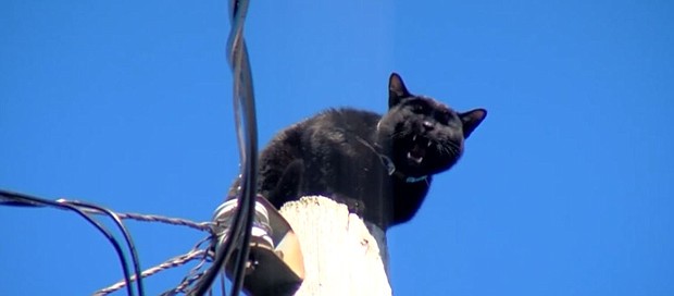 The people here in Riverwest rallied together to save a little black cat that was calling out for help.
Mandatory Credit:	WDJT