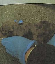 An Anderson County, South Carolina, man has been arrested after 11 dogs, some emaciated, tethered and under trash, were found in a home he was evicted from, according to the sheriff's office.
Mandatory Credit:	Anderson County Sheriff/WYFF