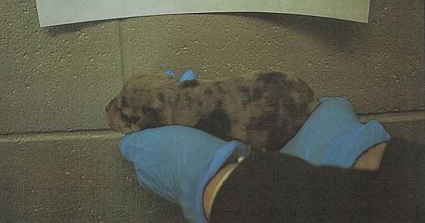 An Anderson County, South Carolina, man has been arrested after 11 dogs, some emaciated, tethered and under trash, were found in a home he was evicted from, according to the sheriff's office.
Mandatory Credit:	Anderson County Sheriff/WYFF