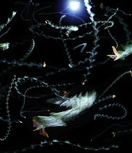 Moths and other insects can become trapped in a disorienting orbit around artificial light sources such as street lamps and porch lights.
Mandatory Credit:	Sam Fabian