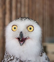 Owls are predatory creatures who take over the internet each year around the Super Bowl.
Mandatory Credit:	pitipat/Adobe Stock