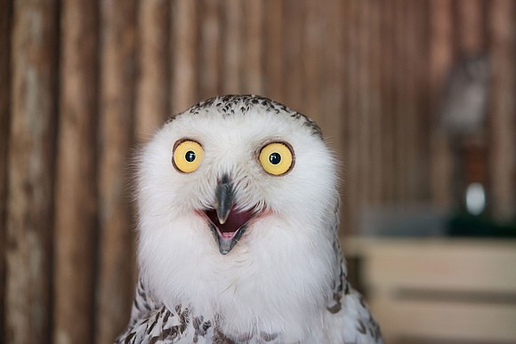 Superb Owl. No wait, Super Bowl.
