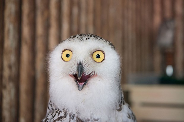 Owls are predatory creatures who take over the internet each year around the Super Bowl.
Mandatory Credit:	pitipat/Adobe Stock