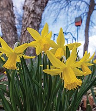 Daffodils in South Side