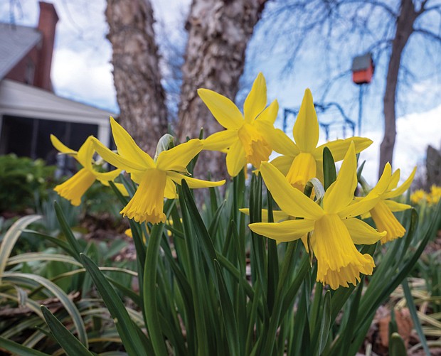 Daffodils in South Side