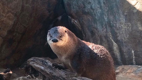 Louis the otter has a new friend at The Robins Nature Center at Maymont. A three-year-old female otter is expected ...
