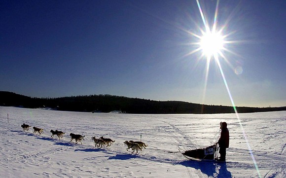 The longest sled dog race in the eastern United States is canceled this year due to insufficient snow coverage, which …