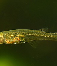 Danionella cerebrum live in shallow waters off Myanmar.
Mandatory Credit:	Senckenberg/Britz via CNN Newsource