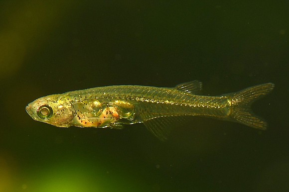 A small species of fish that measures no more than half an inch in length is capable of producing sounds …