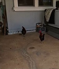 Noisy feral chickens and the people who feed them have become a growing concern for an O'ahu neighborhood. Some residents say they're grappling with the consequences of this seemingly harmless act.
Mandatory Credit:	KITV via CNN Newsource