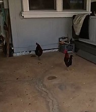 Noisy feral chickens and the people who feed them have become a growing concern for an O'ahu neighborhood. Some residents say they're grappling with the consequences of this seemingly harmless act.
Mandatory Credit:	KITV via CNN Newsource