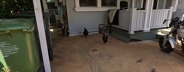 Noisy feral chickens and the people who feed them have become a growing concern for an O'ahu neighborhood. Some residents say they're grappling with the consequences of this seemingly harmless act.
Mandatory Credit:	KITV via CNN Newsource