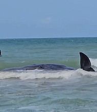 A sperm whale beached off the coast of Venice, Florida, has died following attempts to save it, officials said Monday.
Mandatory Credit:	Venice Police Department via CNN Newsource