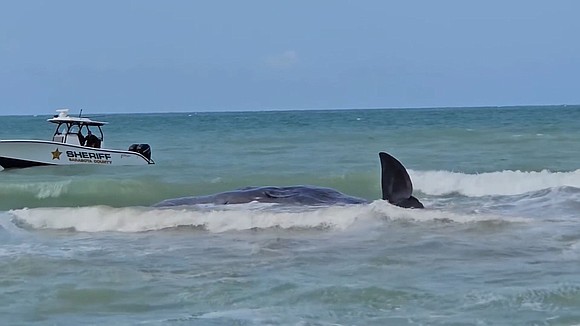 Sperm whale beached off coast of Venice, Florida, died following attempts to save it, officials said Monday.