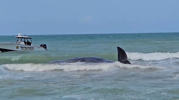 A sperm whale beached off the coast of Venice, Florida, has died following attempts to save it, officials said Monday.
Mandatory Credit:	Venice Police Department via CNN Newsource