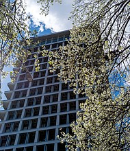Spring blooms in Downtown Richmond
