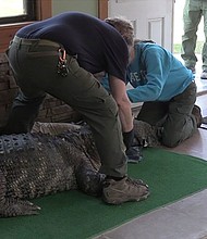 Environmental Conservation officers seize an alligator from a home in Hamburg, New York, on March 13.
Mandatory Credit:	New York Department of Environmental Conservation via CNN Newsource