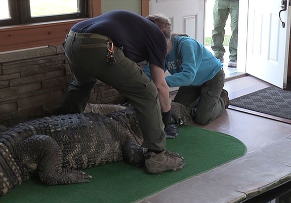 An upstate New York man was forced to say “see you later, alligator” to his unusual pet after local authorities …