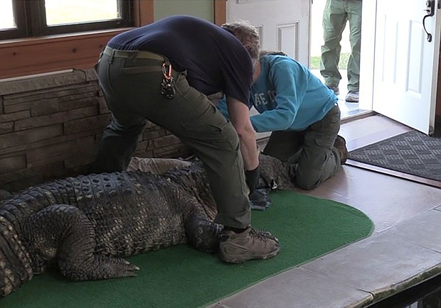 Environmental Conservation officers seize an alligator from a home in Hamburg, New York, on March 13.
Mandatory Credit:	New York Department of Environmental Conservation via CNN Newsource