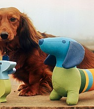 Germany’s beloved sausage dog, the dachshund, could be under threat in the country, its national kennel club said Wednesday, citing a new draft law that looks to prohibit the breeding of dogs with “skeletal anomalies.”