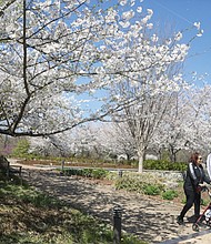 The first day of spring drew Margie and Raymond Robinson to Lewis Ginter Botanical Garden to enjoy a stroll amid an explosion of Cherry Blossoms on Wednesday, March 20. The couple said being retired allows them to enjoy their membership at Lewis Ginter, which they regularly frequent at its 1800 Lakeside Ave. location in Henrico County.