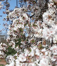 Blooms at Lewis Ginter Botanical Garden