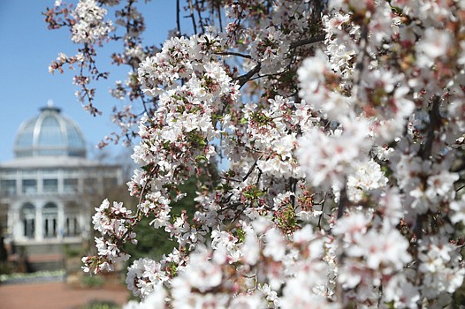 Blooms at Lewis Ginter Botanical Garden