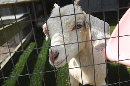 Maymont welcomed three baby Tennessee domestic goats to Maymont Farm just in time for spring.
