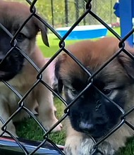 With the solar eclipse just a week and a half away, many are asking what to do with their pets, and the answer isn’t to get them glasses. Instead, vets say to keep an eye on them.
Mandatory Credit:	WEWS via CNN Newsource