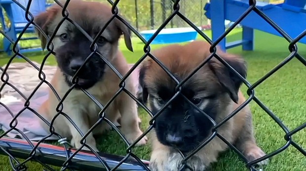 With the solar eclipse just a week and a half away, many are asking what to do with their pets, and the answer isn’t to get them glasses. Instead, vets say to keep an eye on them.
Mandatory Credit:	WEWS via CNN Newsource