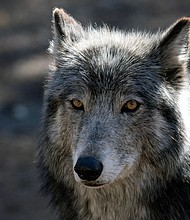 A wolf stands inside its enclosure at the Colorado Wolf and Wildlife Center (CWWC) in Divide, Colorado on March 28, 2023.
Mandatory Credit:	Jason Connolly/AFP via Getty Images via CNN Newsource