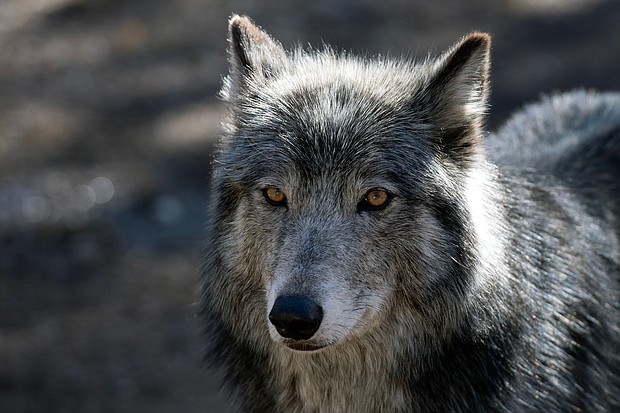 A wolf stands inside its enclosure at the Colorado Wolf and Wildlife Center (CWWC) in Divide, Colorado on March 28, 2023.
Mandatory Credit:	Jason Connolly/AFP via Getty Images via CNN Newsource