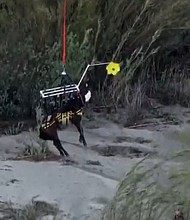 A horse was airlifted to safety nearly 24 hours after getting stuck in the Santa Ana River over the weekend.
Mandatory Credit:	KCAL/KCBS via CNN Newsource