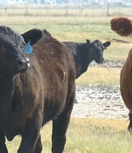 The Utah Department of Agriculture and Food is making efforts to keep local cows safe from infection.
Mandatory Credit:	KSTU via CNN Newsource