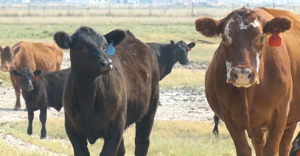 The Utah Department of Agriculture and Food is making efforts to keep local cows safe from infection.
Mandatory Credit:	KSTU via CNN Newsource