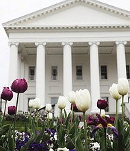 Tulips at the State Capitol (Regina H. Boone/Richmond Free Press)