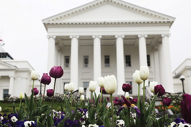 Tulips at the State Capitol (Regina H. Boone/Richmond Free Press)